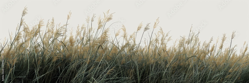 Fototapeta premium Tall botanical dune straw grass isolated on a background with foliage