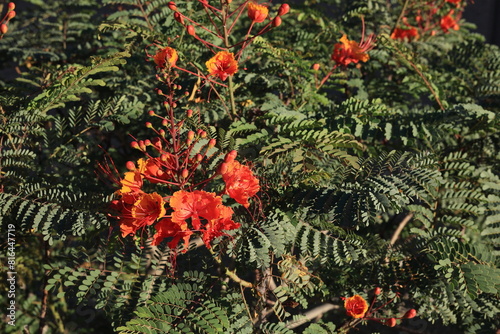 Close up of Red Bird of Paradise (Caesalpinia pulcherrima) raceme with buds and open flowers