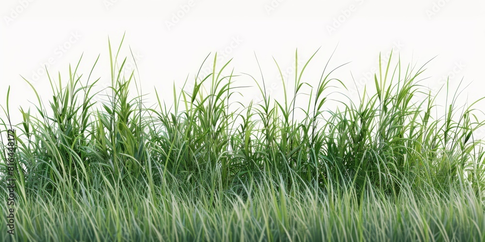Fototapeta premium Tall botanical dune straw grass isolated on a background with foliage