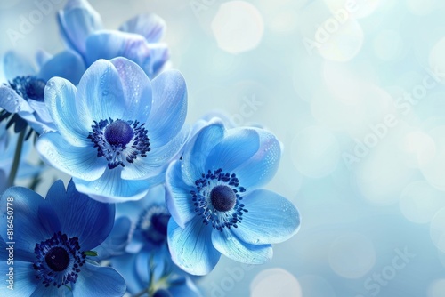 Blue Background Flowers. Beautiful Bouquet of Bloom Anemone Blossoms photo