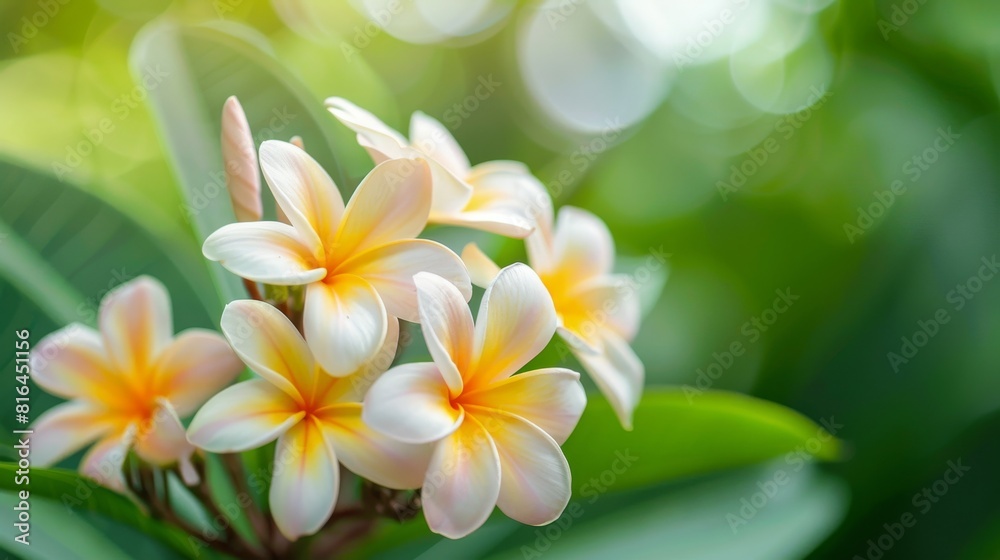 Close-up of Plumeria flowers, emphasizing their soft petals and lush green setting, perfect for clear, focused advertising Close-up of Plumeria flowers, emphasizing their soft petals and lush green setting, perfect for clear, focused advertising