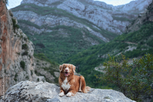 A Nova Scotia Duck Tolling Retriever dog lounges on a stone, overlooking a vast valley with towering cliffs in the background. 
