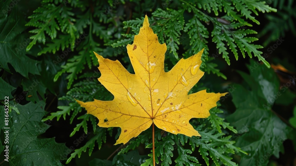 Early autumn beauty yellow maple leaf contrasting with green foliage