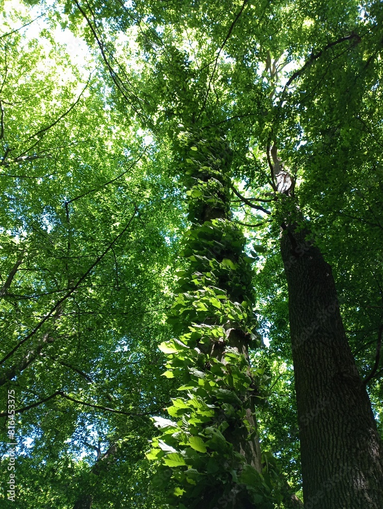 Hornbeam tree with small branches with green leaves along the entire trunk. Beautiful unusual trees in a deciduous forest.