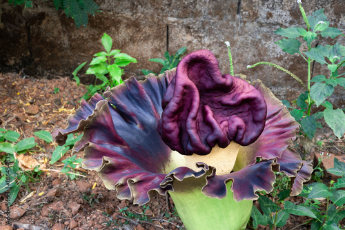 beautiful purple flowers of Amorphophallus paeoniifolius, elephant foot yam or whitespot giant arum, Konjac, Stanleya water-tub, in the garden. photo