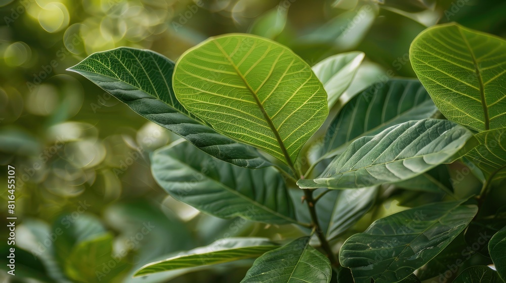 Alternative Nature Treatment A Close Up Image of Green Guava Leaves Alternative Nature Treatment A Close Up Image of Green Guava Leaves