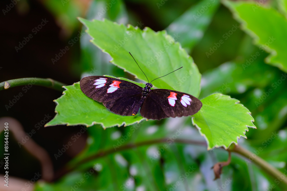 Heliconius Melpomene Plesseni or Postman Butterfly at a Botanical Gardens Exhibit in Grand Rapids, Michigan.