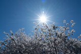 Flowering tree branch with white flowers. Spring background. Blooming tree branches white flowers and blue sky background, close up. Cherry blossom, sakura garden, spring orchard, spring sunny day.