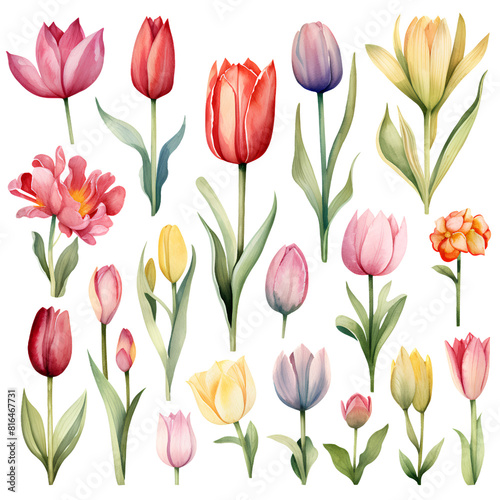 Watercolor stickers set clipart full color tulip flower