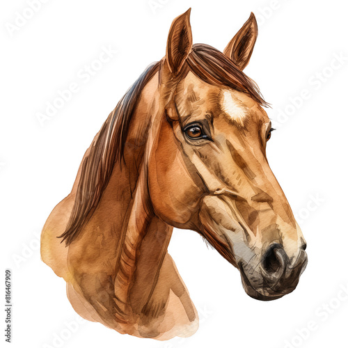 watercolor painted horse head isolated on transparent background.
