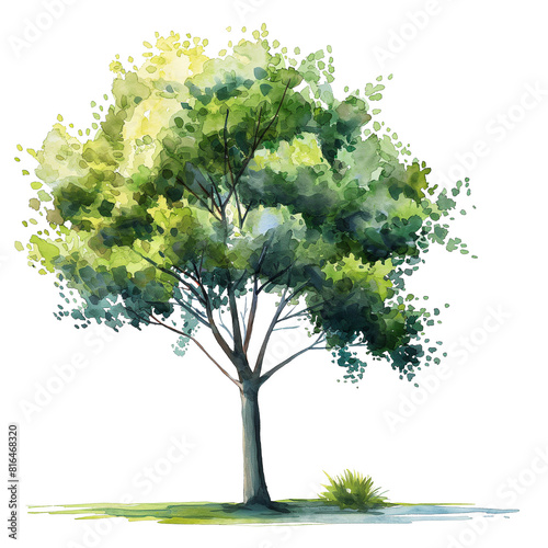Green tree in watercolor style isolated on transparent background.