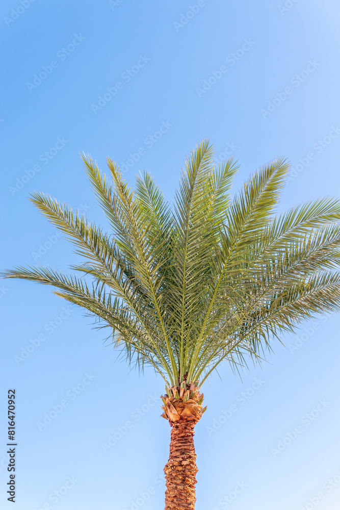 Palm tree with green leaves on blue background Palm tree with green leaves on blue background