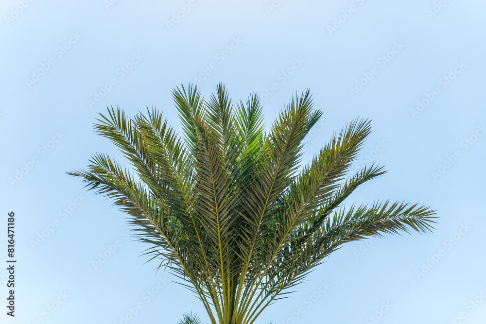 Palm tree with green leaves on blue background Palm tree with green leaves on blue background