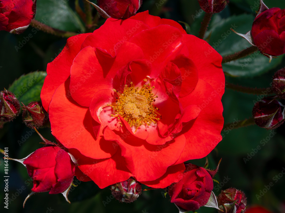 Naklejka premium 真っ赤な薔薇の花