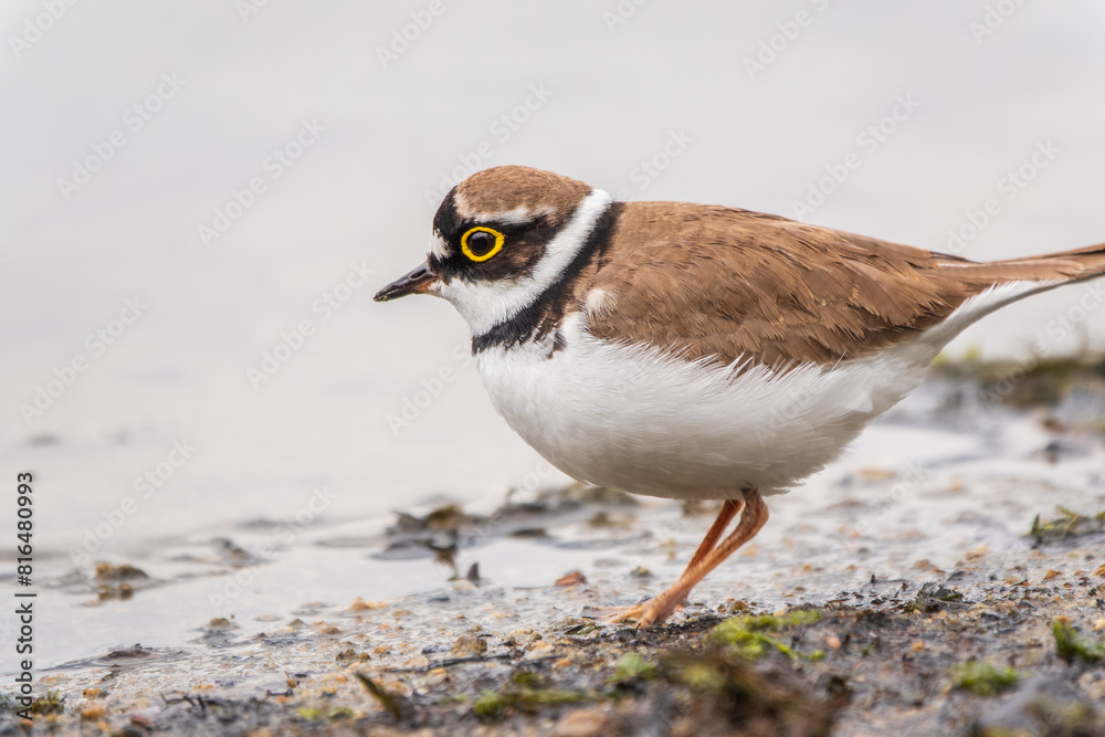 Little ringed plover (Charadrius dubius), bird standing on the lake shore Little ringed plover (Charadrius dubius), bird standing on the lake shore
