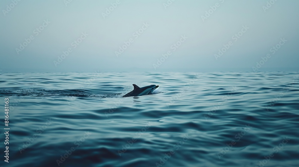 Fototapeta premium Image of a serene sea creature