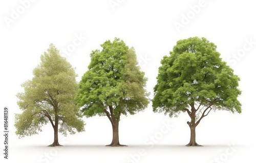 Group trees isolated on white background.