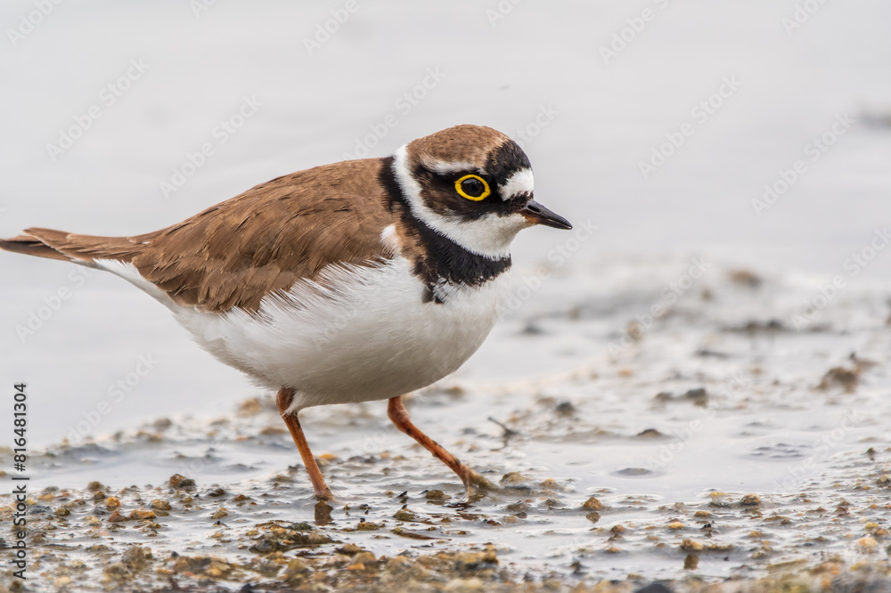 Little ringed plover (Charadrius dubius), bird standing on the lake shore Little ringed plover (Charadrius dubius), bird standing on the lake shore