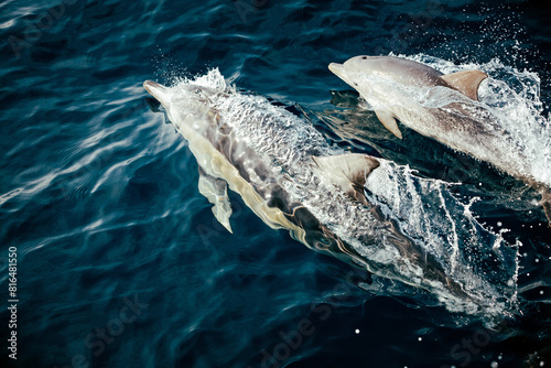 Multiple common dolphins swimming together in the ocean photo