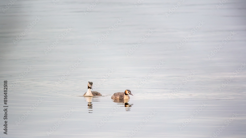 Two Great Crested Grebes swim in the lake Two Great Crested Grebes swim in the lake