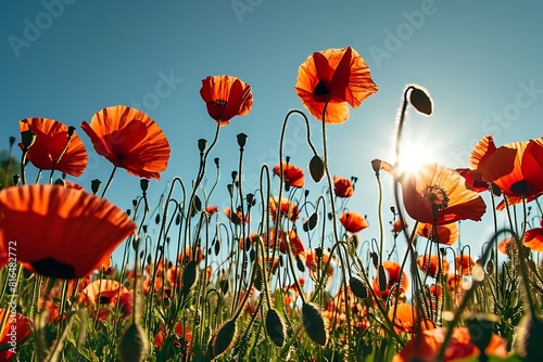 field of poppies