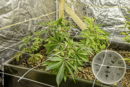 SoG Sea of Green net hemp cultivation technique Growing pot in growtent indoor Vegetative stage marijuana growth Medical
