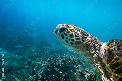 Green sea turtle swims over a coral reef in clear blue tropical water. Photographed whilst swimming on Lady Elliot Island  Queensland Australia