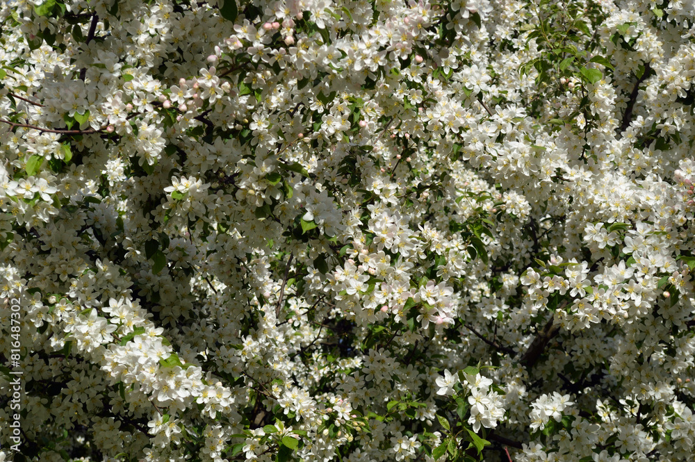 Blooming apple tree.