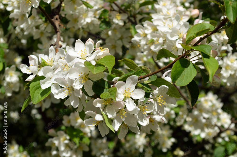 Blooming apple tree. Blooming apple tree.