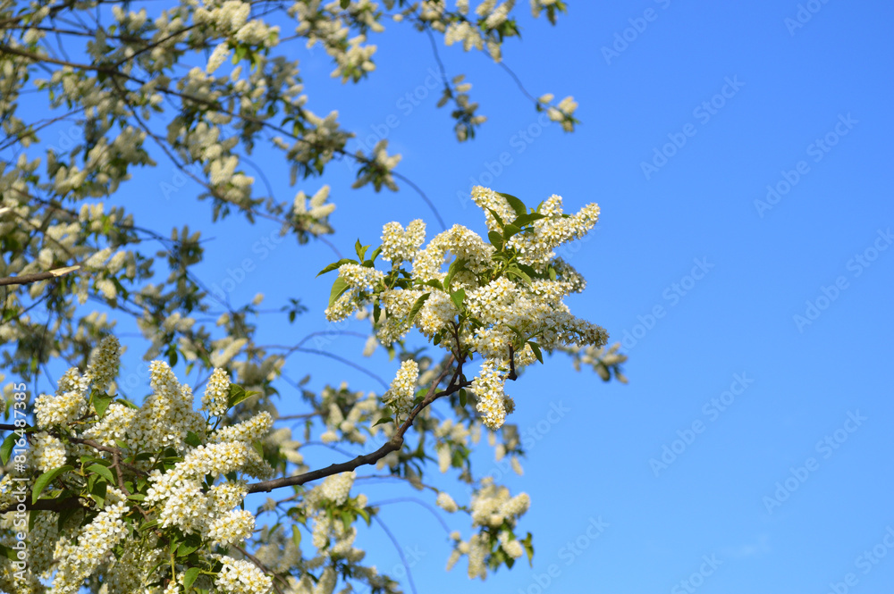 Blooming bird cherry against sky. Blooming bird cherry against sky.