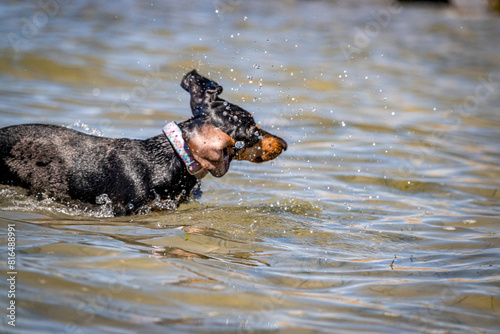 Dog on the beach, Dachshund, Sicilia, Italy © Herman