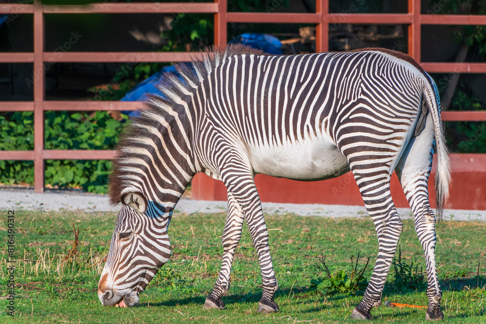 Grevy's zebra, lat Equus grevyi, also known as the imperial zebra eats green grass. Grevy's zebra, lat Equus grevyi, also known as the imperial zebra eats green grass.