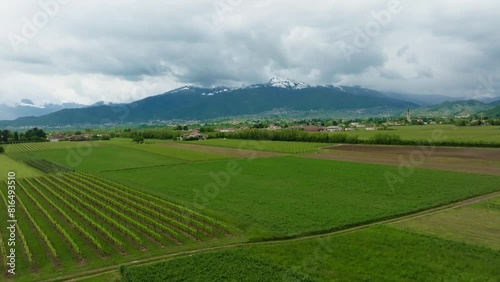 Wallpaper Mural 4k Drone Shot of Tuscan vineyards along the paths of the countryside Torontodigital.ca