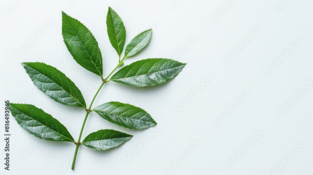 Fototapeta premium A vivid green leaf against a pristine white backdrop – ideal for text or graphic placement on apparel