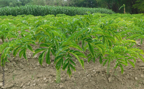 Close-up of the leaves of the green plant porang or Amorphophallus muelleri. photo