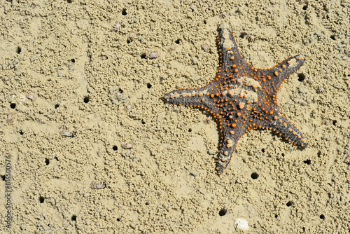 Starfish and crabs on tropical beach of Africa