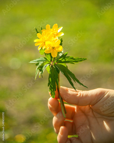 Yellow flowers bloom in spring in the forest. Snowdrops. blue buttercups. Abstract field landscape.spring-summer concept. close-up and blurred forest background. Idyllic nature. orchid flower photo