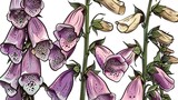 Digitalis clipart with a country style sketch of a foxglove in contour and colored form