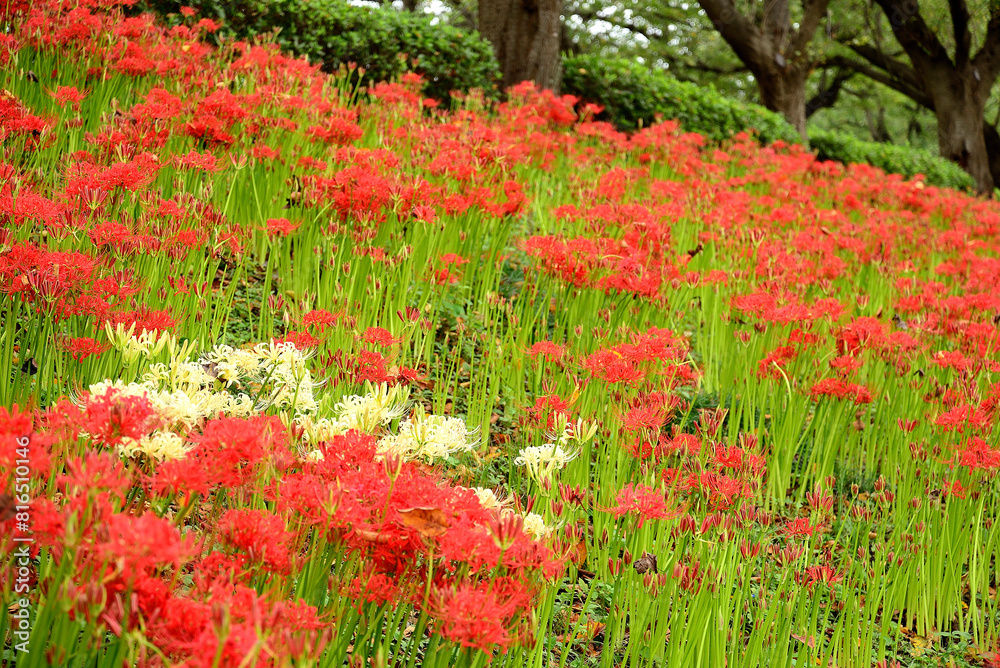 秋の公園に咲く彼岸花 秋の公園に咲く彼岸花