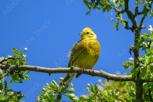 A beautiful male Yellowhammer sitting on a branch