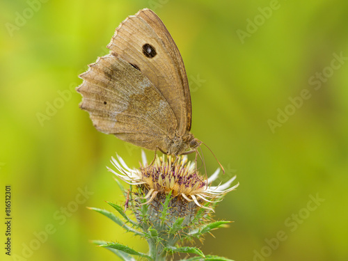 A Dryad butterfly resting on a flower
