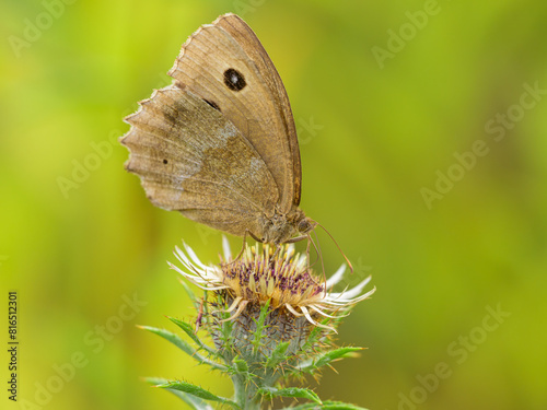 A Dryad butterfly resting on a flower