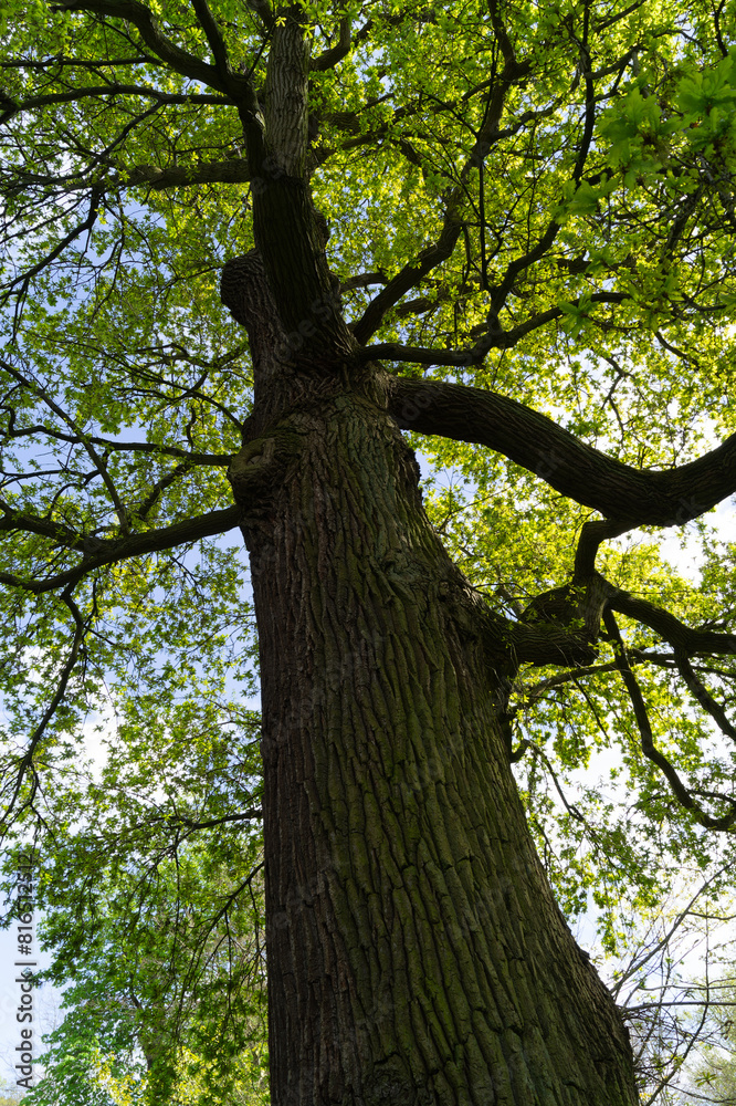 Obraz premium tree in the park