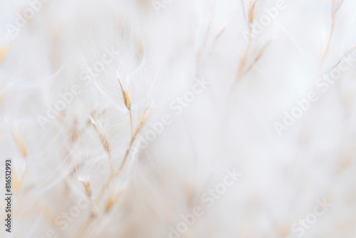 Fluffy dry little flowers with buds light natural blur background macro