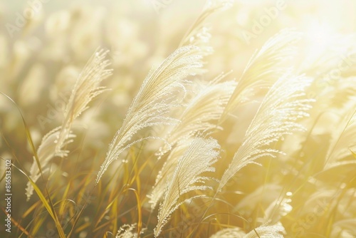 A beautiful field of grass with sunlight shining through. Perfect for nature and landscape themes