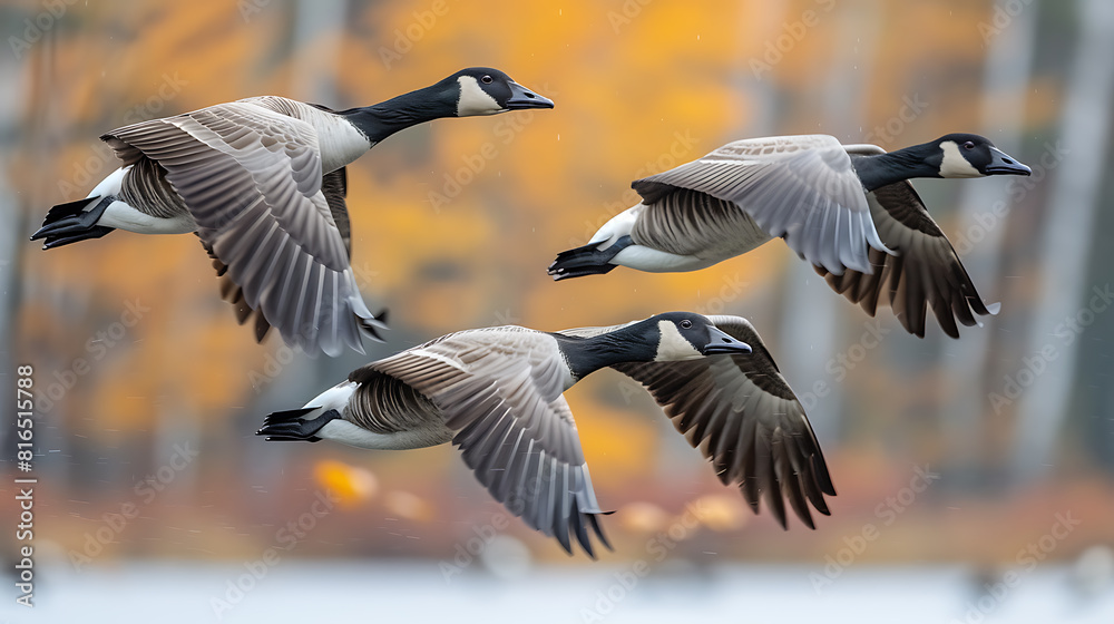 Group of Canada Geese flying in formation. Autumn landscape. Bird migration Group of Canada Geese flying in formation. Autumn landscape. Bird migration