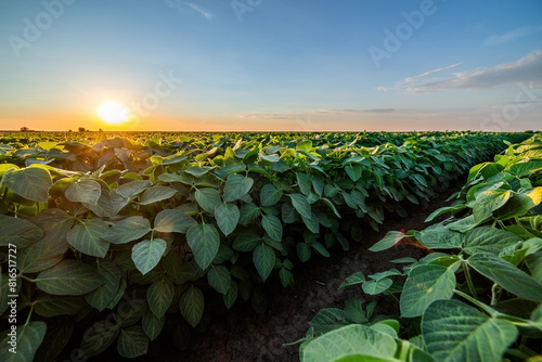 Golden sunset horizon illuminating a vibrant soybean crop in a rural farmland