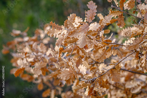 Detail of an oak branch still with leaves from last autumn without falling.