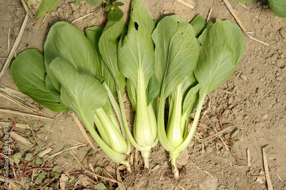 Obraz premium organic vegetables Bok choy