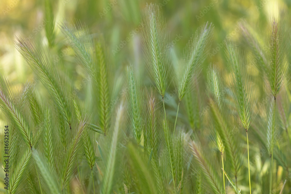 Foxtail barley field at Springtime. Foxtail barley field at Springtime.